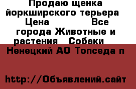 Продаю щенка йоркширского терьера  › Цена ­ 20 000 - Все города Животные и растения » Собаки   . Ненецкий АО,Топседа п.